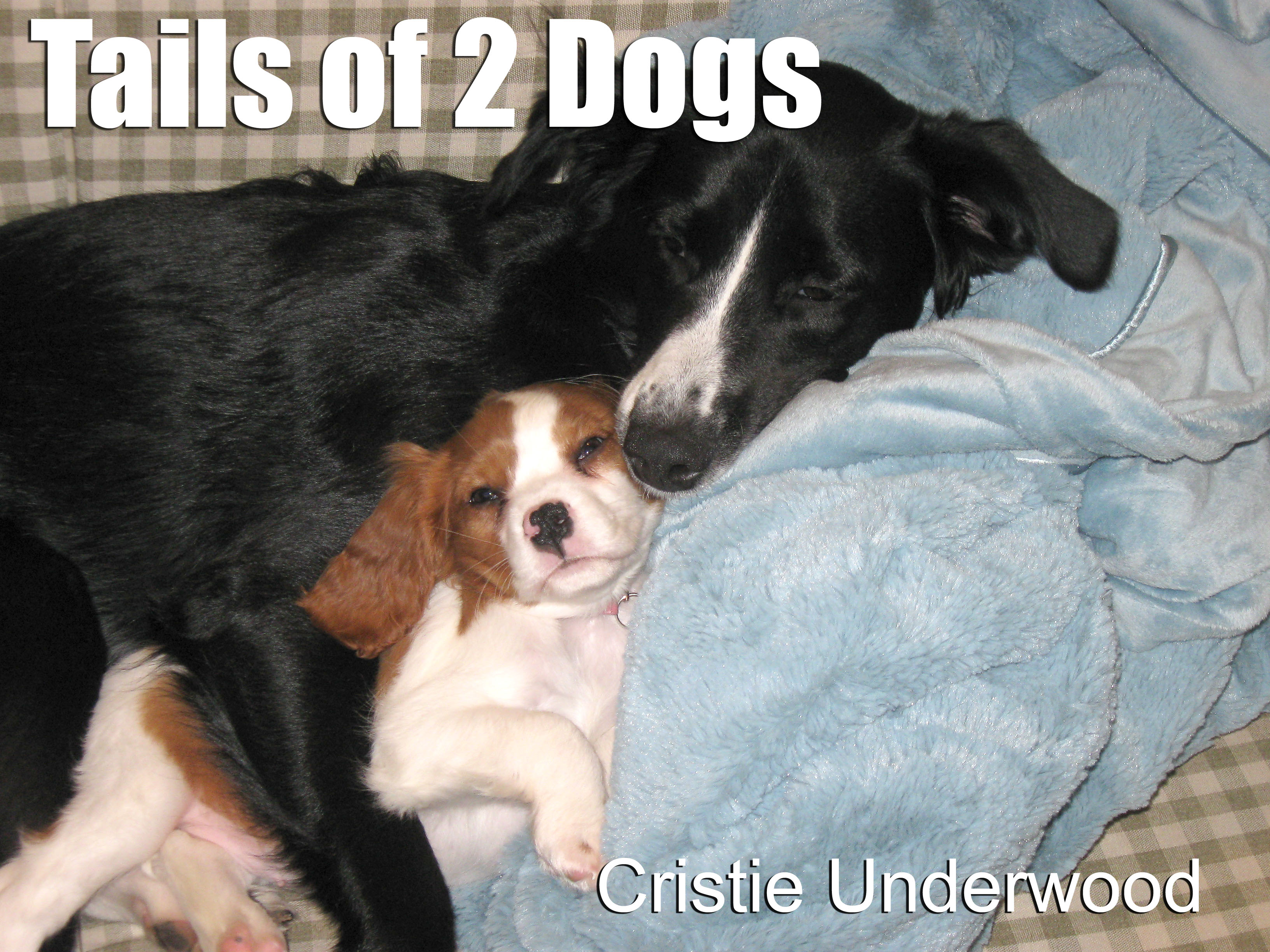 Tails of 2 Dogs blog