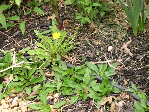 Weeds Flower