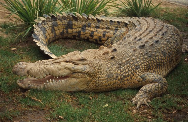 Crocodile-778048.jpg