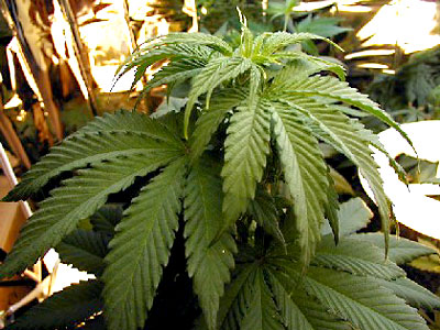 marijuana-mar-com-1-771208.jpg